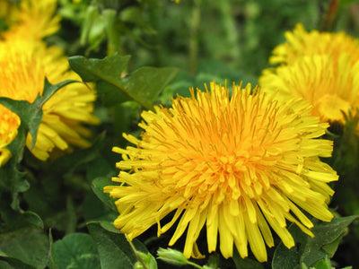 Identifying Weeds in Your Garden & Lawn